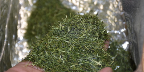 Crafting sustainable beer with coffee & tea