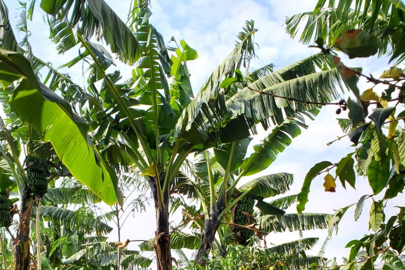 Uganda devises a roadmap to transform its coffee industry 